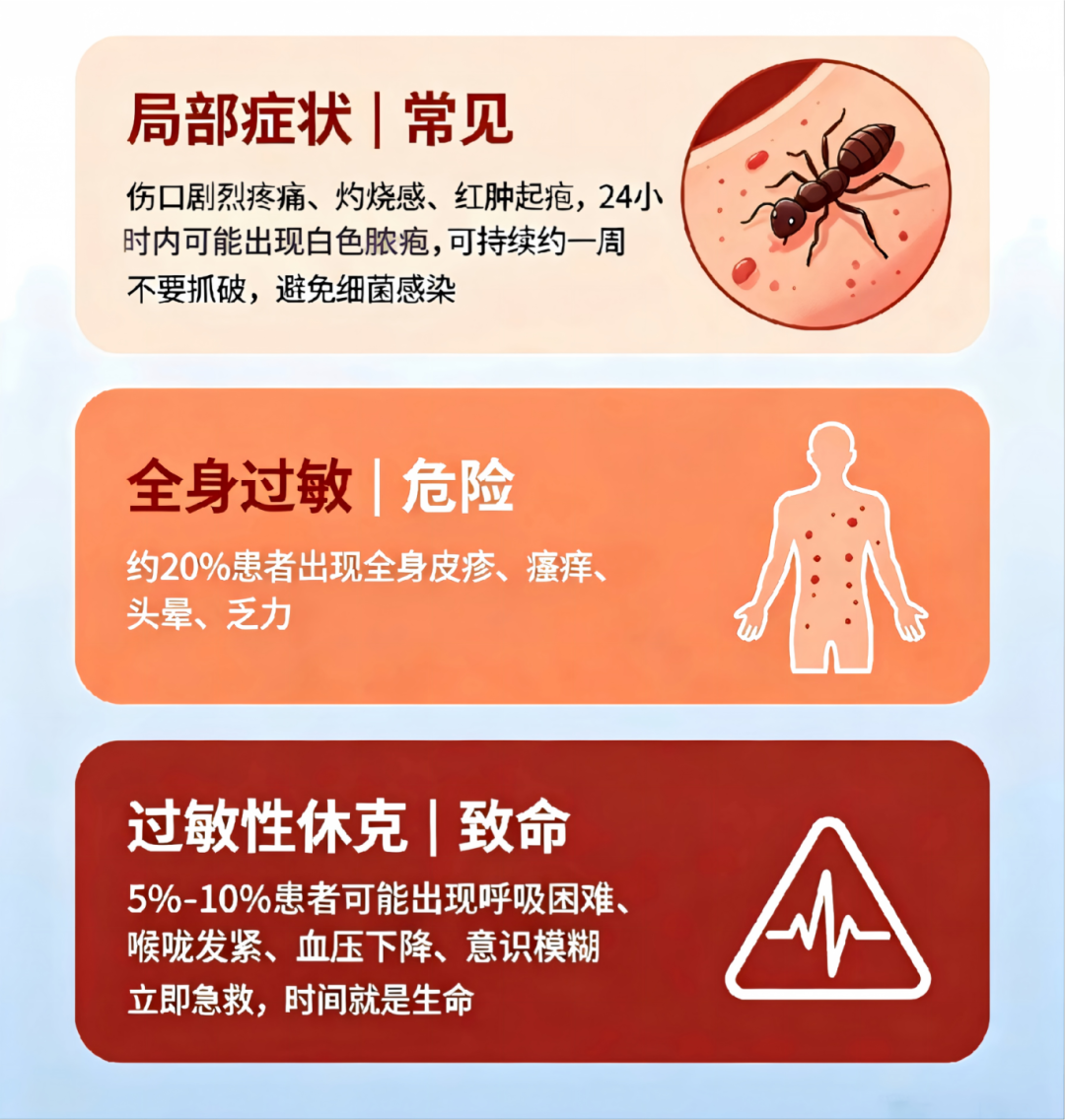 别碰、别踩!发现这种蚂蚁请立即上报