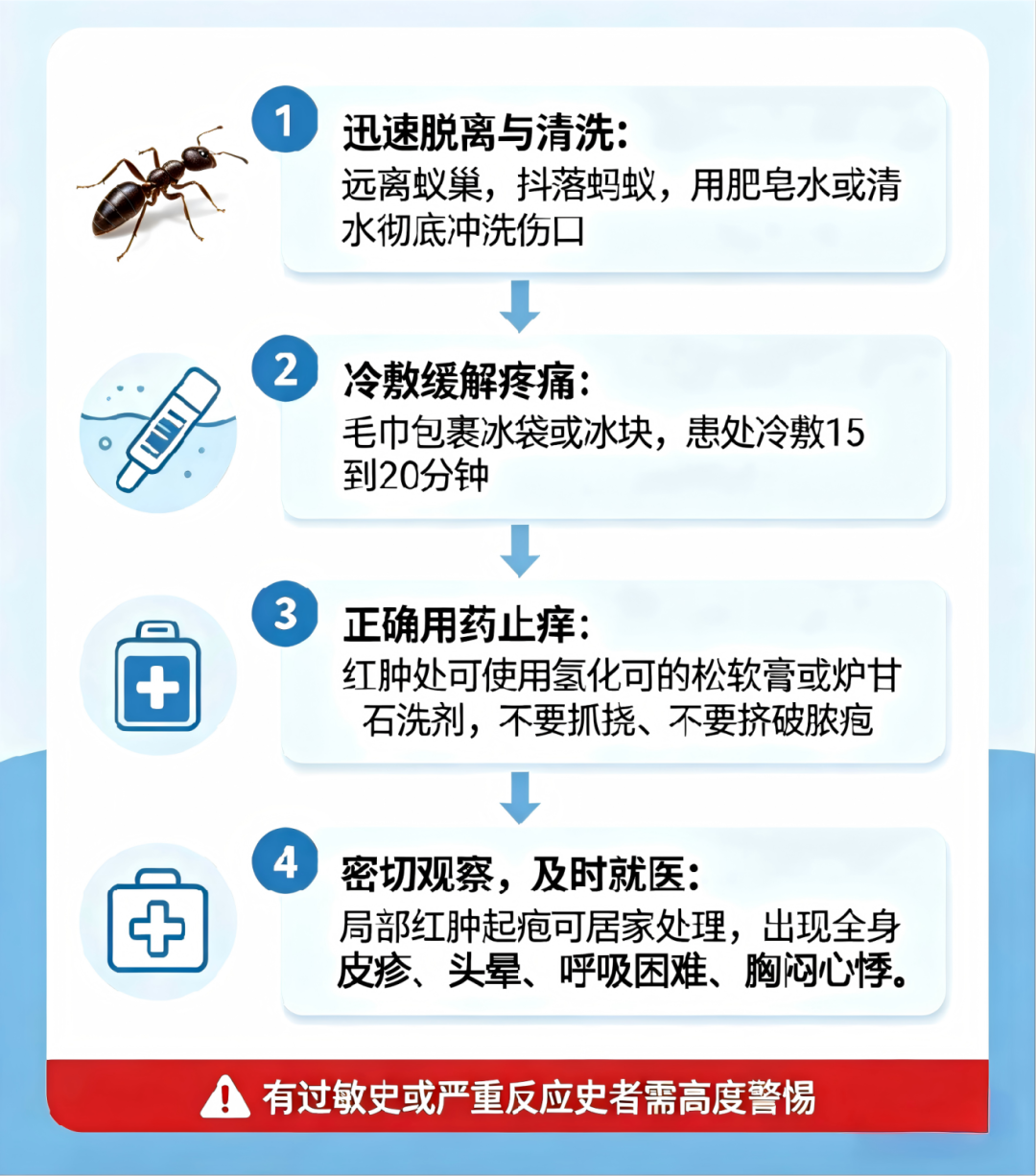别碰、别踩!发现这种蚂蚁请立即上报