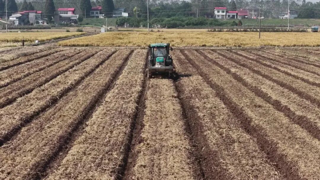 安乡:科学筛选良种 助力油菜增产