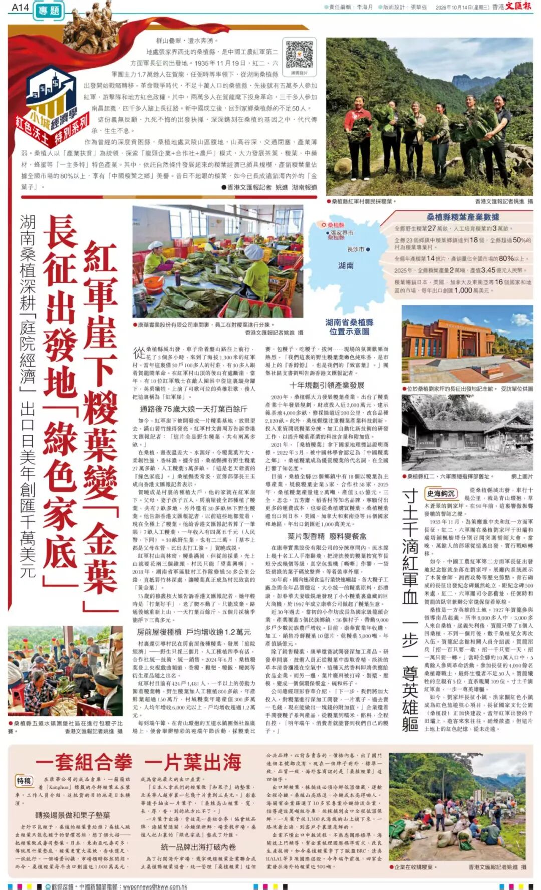 香港《文汇报》专版聚焦:老区桑植,何以让一片叶子“出海”?