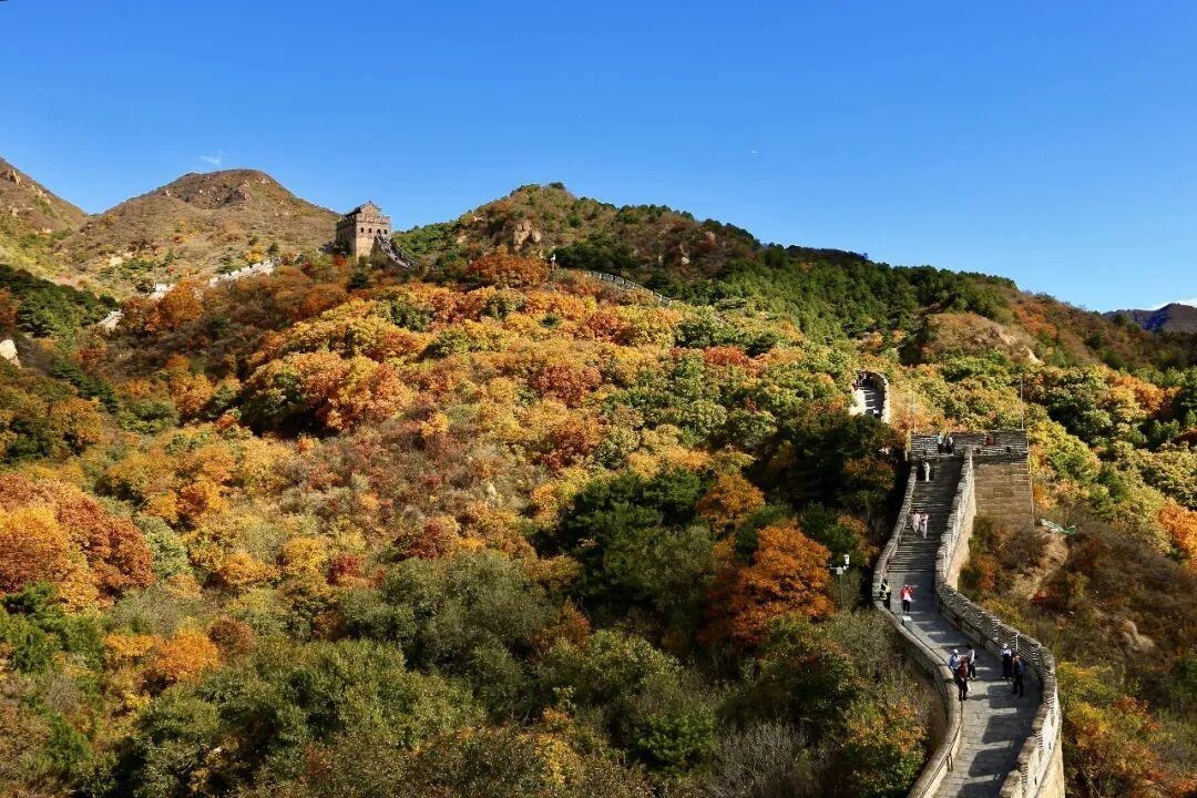 红叶不等人!八达岭长城最佳观赏期只有二十天,错峰出行人少景美