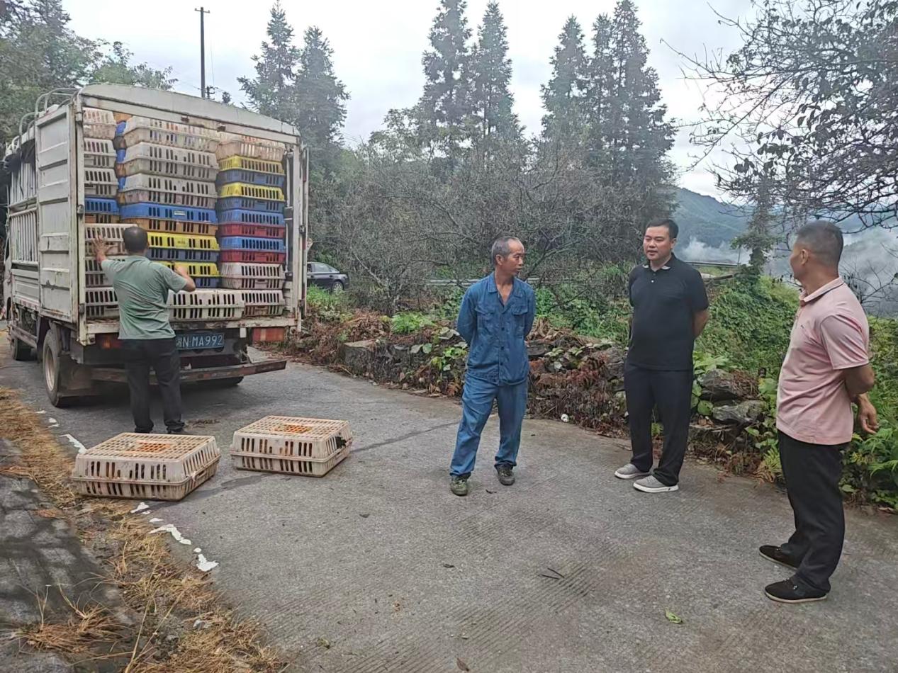 鸡苗上门,庭院生“金”——洞口县长塘瑶族乡激活庭院经济,助力乡村振兴