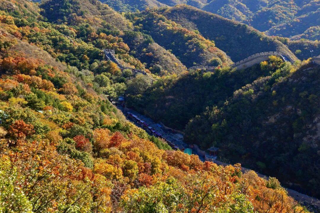 红叶不等人!八达岭长城最佳观赏期只有二十天,错峰出行人少景美
