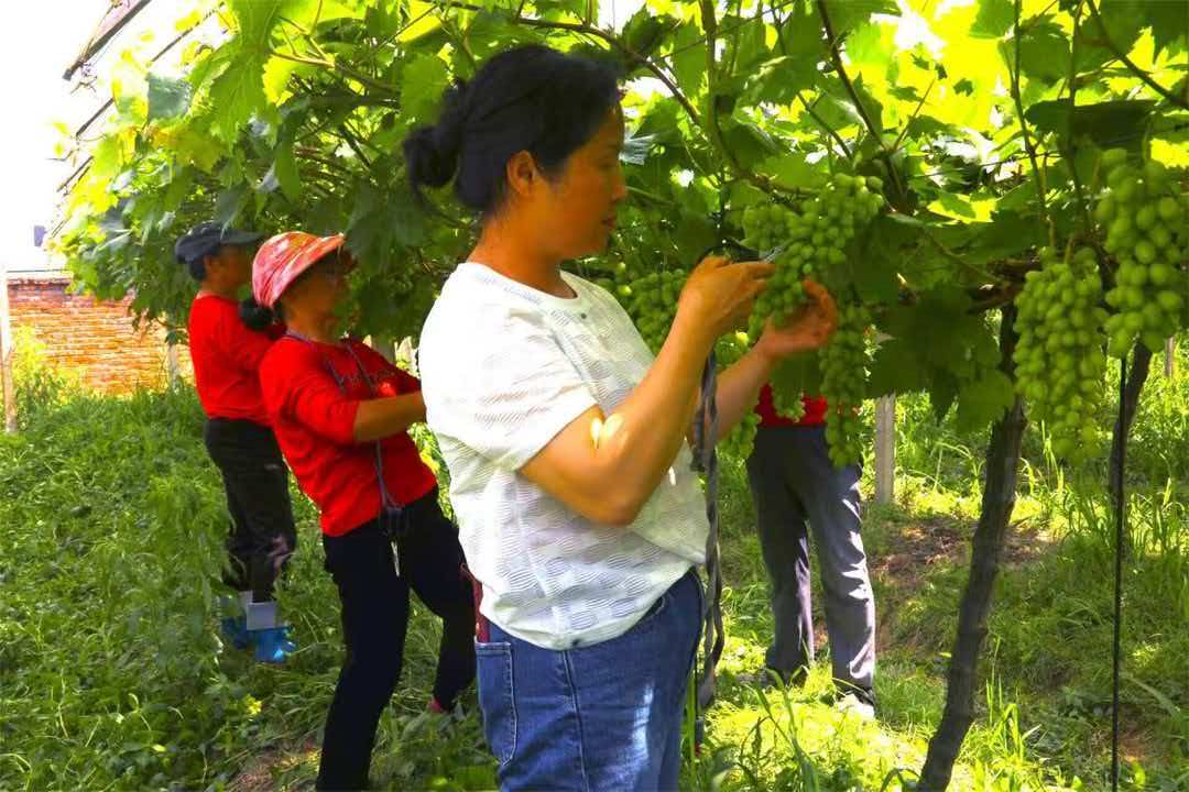 绥宁周明爱:扎根侗乡沃土 履职为民致富