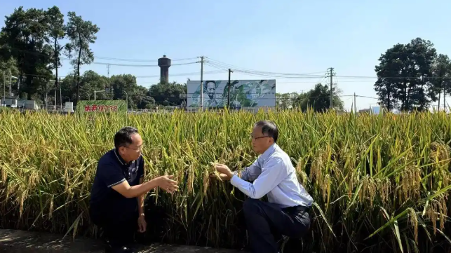 辛小湘丨杂交水稻制种一月两突破,回答了这三个问题