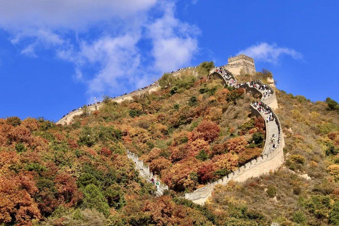 红叶不等人!八达岭长城最佳观赏期只有二十天,错峰出行人少景美