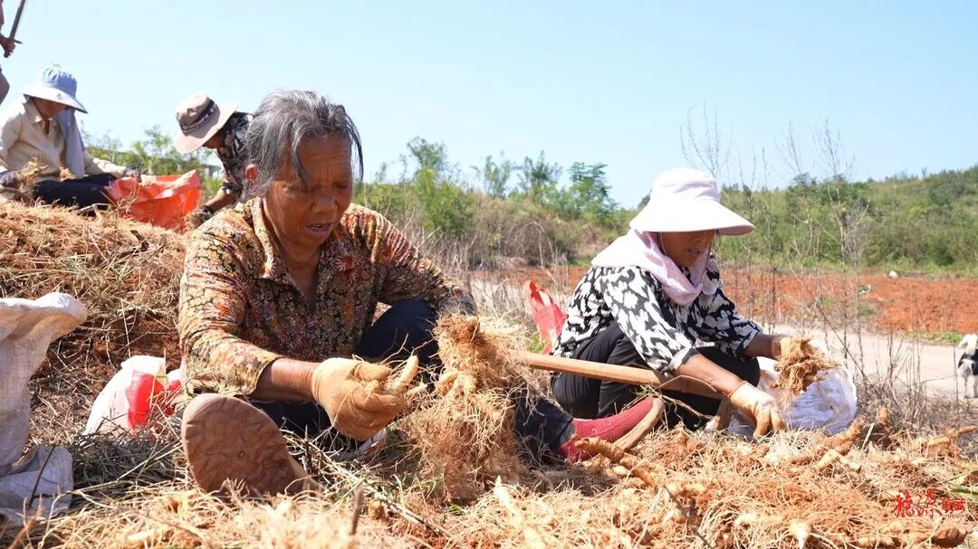 临武县香花镇：玉竹丰收采收忙 山间药草变“黄金草”
