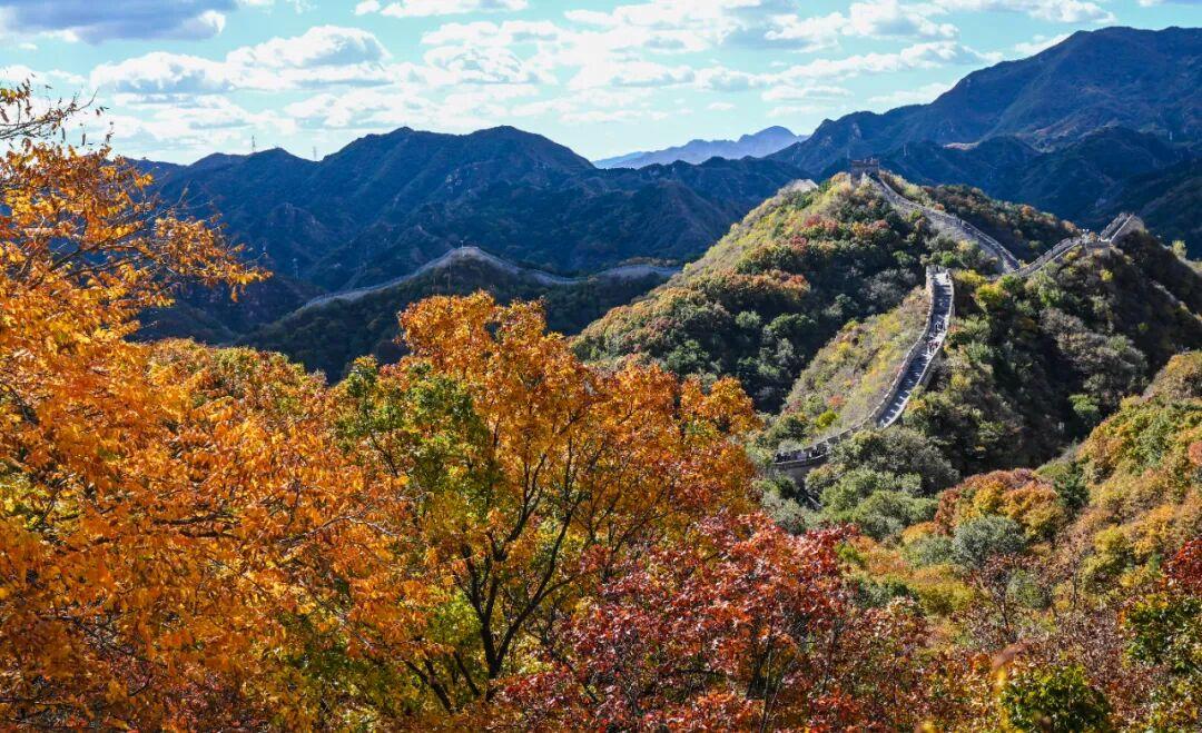 红叶不等人!八达岭长城最佳观赏期只有二十天,错峰出行人少景美