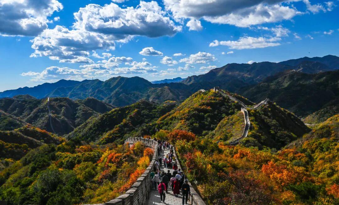 红叶不等人!八达岭长城最佳观赏期只有二十天,错峰出行人少景美