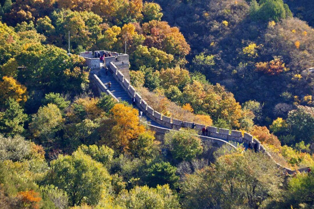 红叶不等人!八达岭长城最佳观赏期只有二十天,错峰出行人少景美