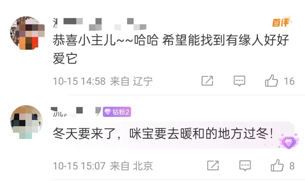 全网刷屏的天安门站岗小猫“进宫”了?故宫回应:目前在医院检查,会优先找领养