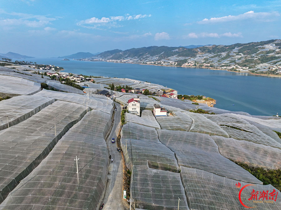东江湖蜜橘上市 满园好“丰”景