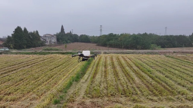秸秆不烧、田不翻耕、播不误时,南县“免耕直播”破解稻油轮作难题