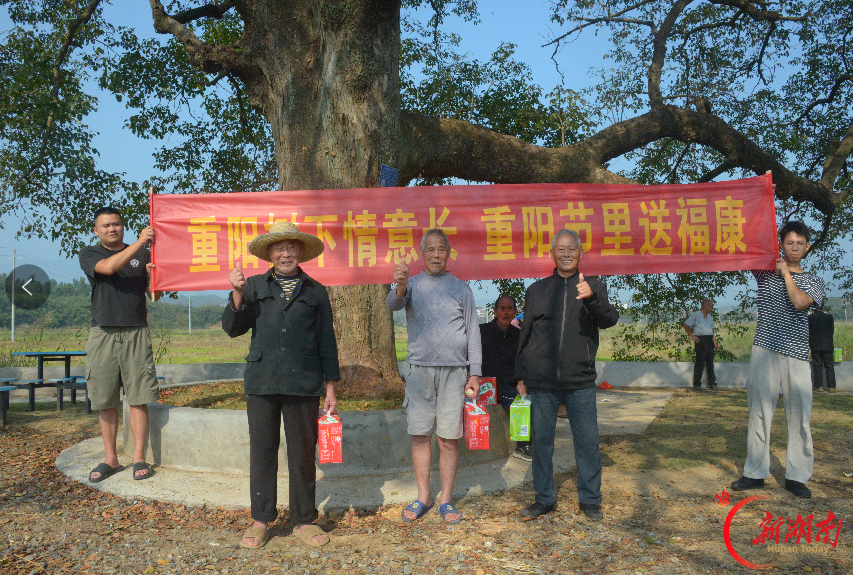 安仁县洋际村:重阳古树喜迎重阳节 敬老新风暖心促振兴
