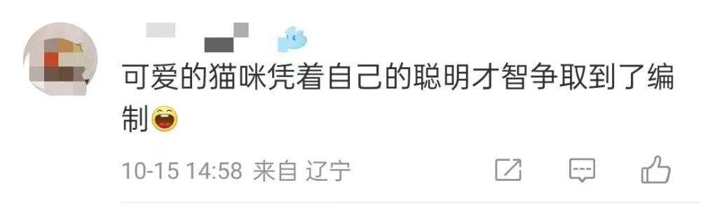 全网刷屏的天安门站岗小猫“进宫”了?故宫回应:目前在医院检查,会优先找领养