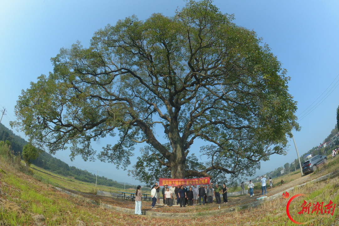 安仁县洋际村:重阳古树喜迎重阳节 敬老新风暖心促振兴