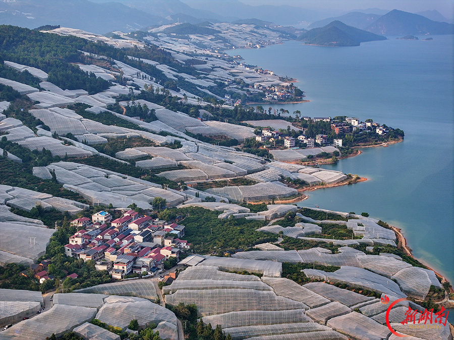 东江湖蜜橘上市 满园好“丰”景