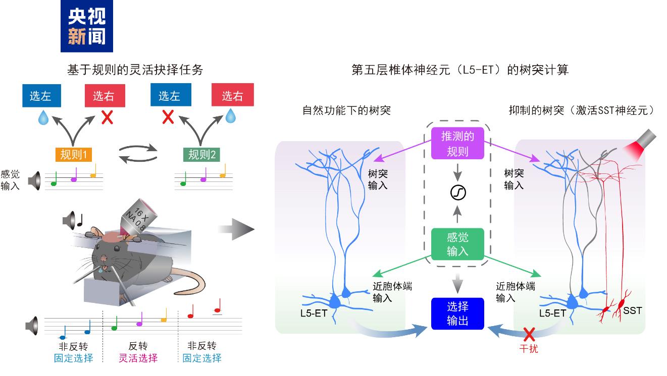 大脑神经元有精密分工 我国科学家破解大脑灵活决策底层奥秘