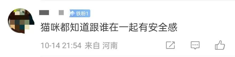 全网刷屏的天安门站岗小猫“进宫”了?故宫回应:目前在医院检查,会优先找领养