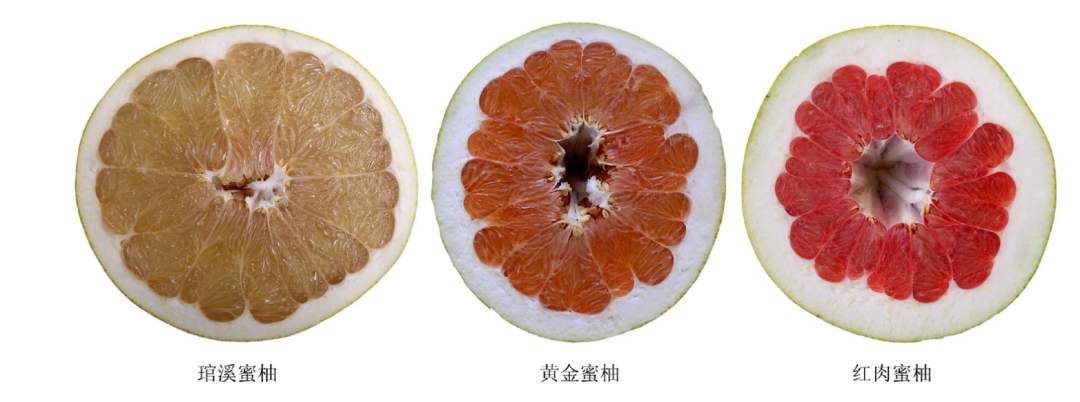 维生素C含量比橙子还高,热量还超低!这种秋天水果错过真的会后悔