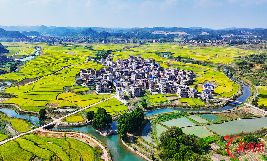 青山稻浪 金秋如画