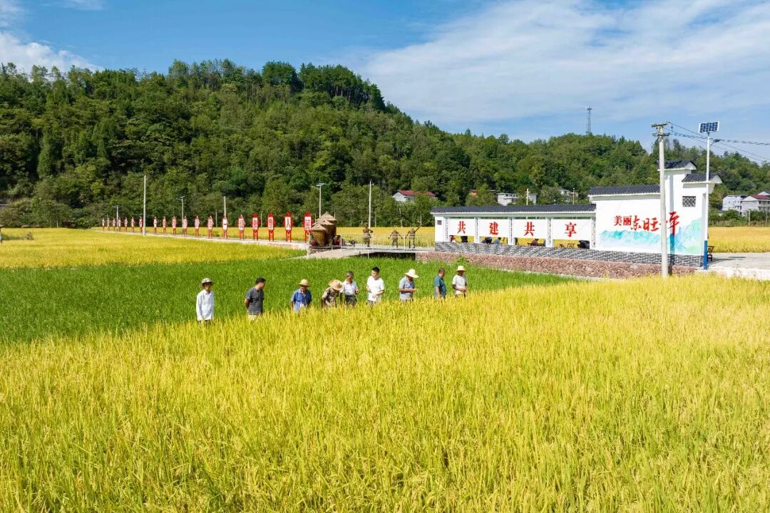 深耕乡土兴百业 绘就乡村振兴新图景