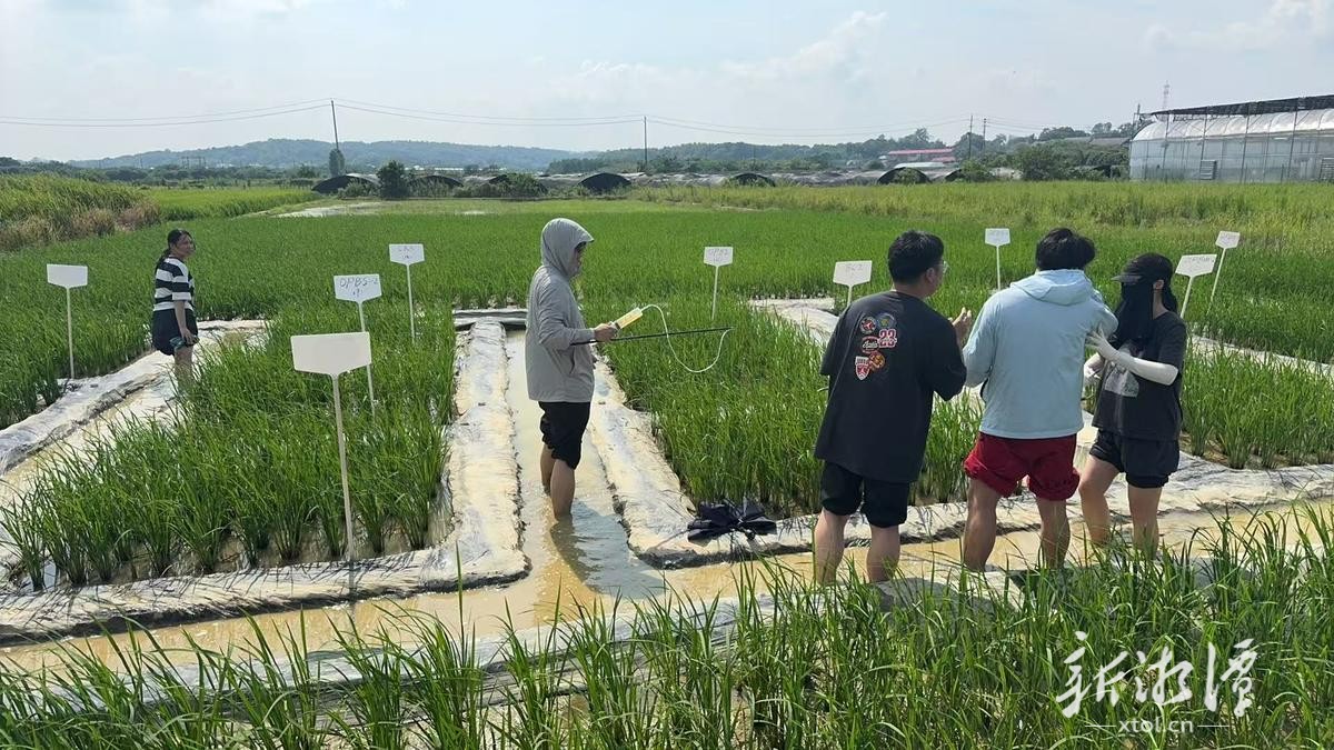 湘潭：稻田砷污染治理项目取得阶段性成果