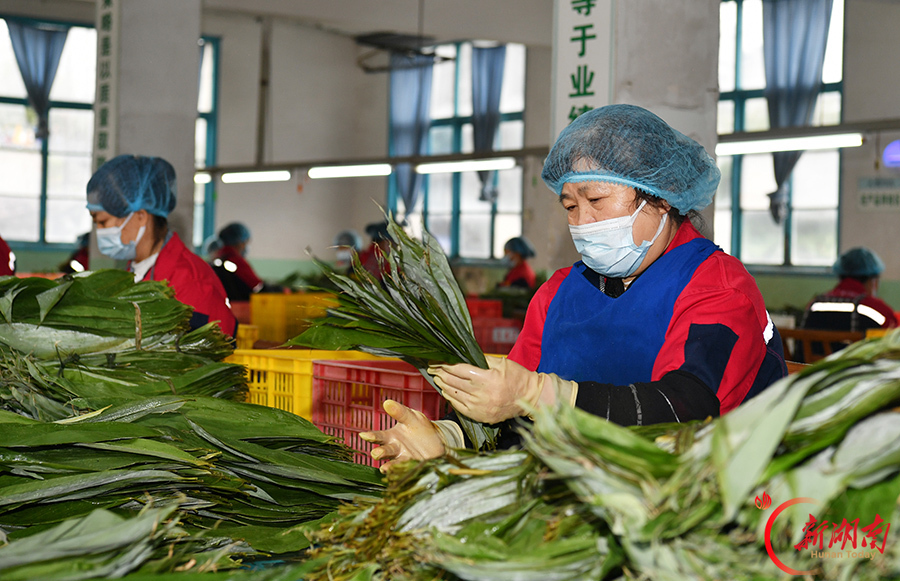 一片粽叶助农增收