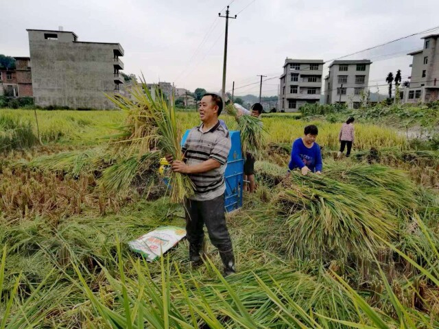 肖利民：一生追随袁公志，深耕稻海护粮安｜潇湘银辉