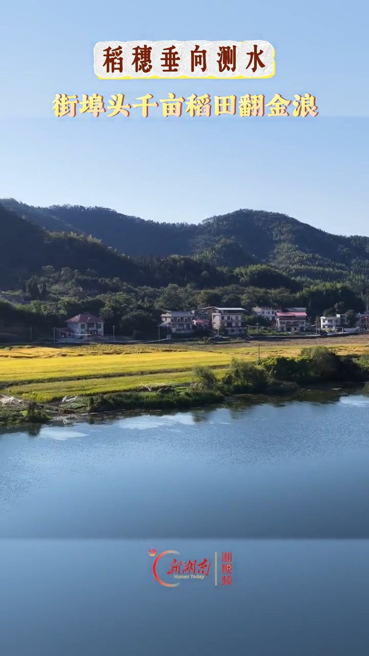 双峰县街埠头千亩稻田翻金浪