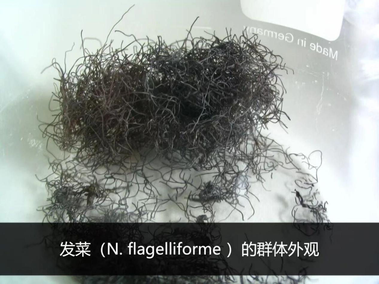 火遍全网的发菜到底是什么“菜”?有店主因采卖获刑