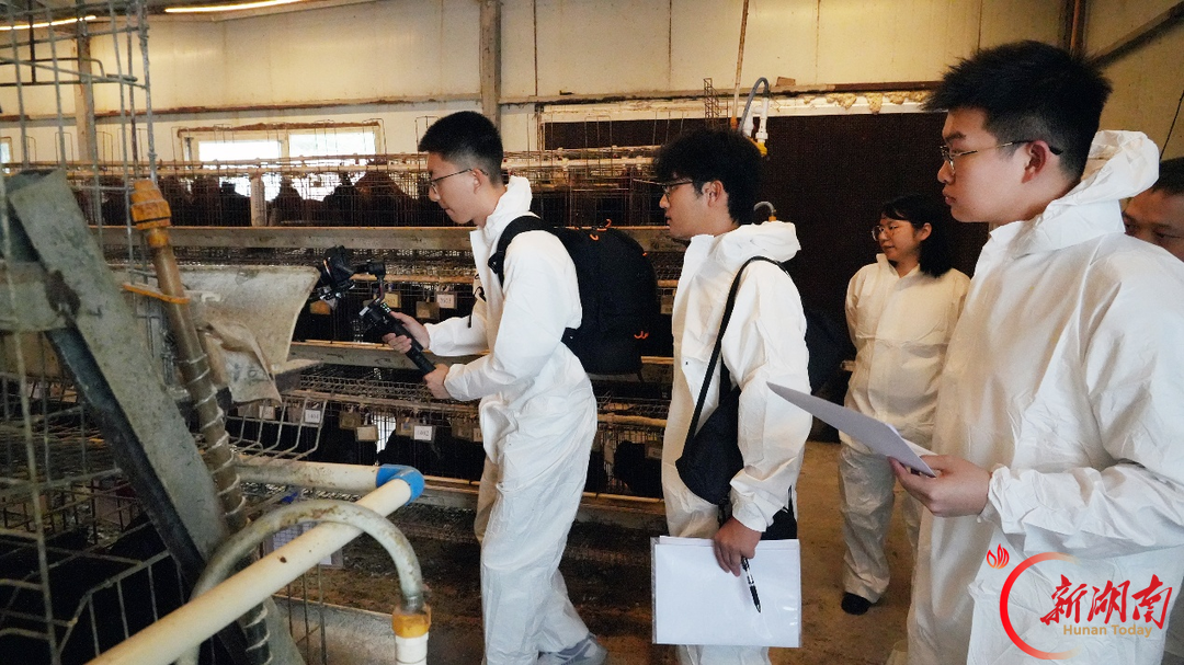 这只“黑凤凰”凭啥飞出深山?湘农学子用镜头找答案