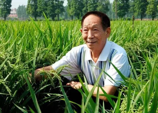 世界粮食日|稻源守望,感念袁公!跨越六千年的澧县稻香情缘