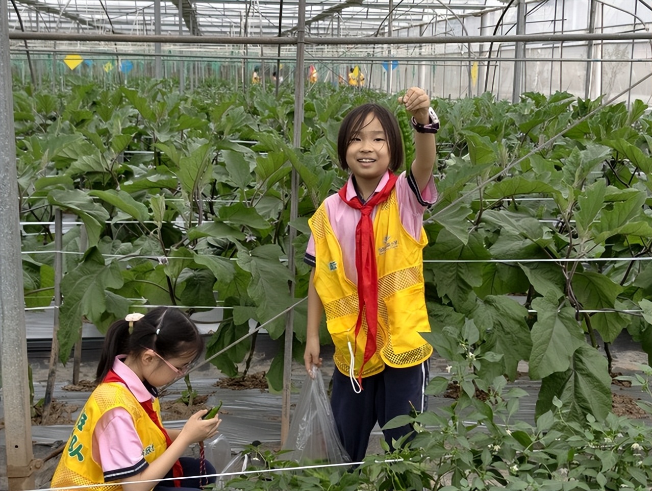 “田间课堂”火了!中小学生扎堆来君山蔬菜科技园研学