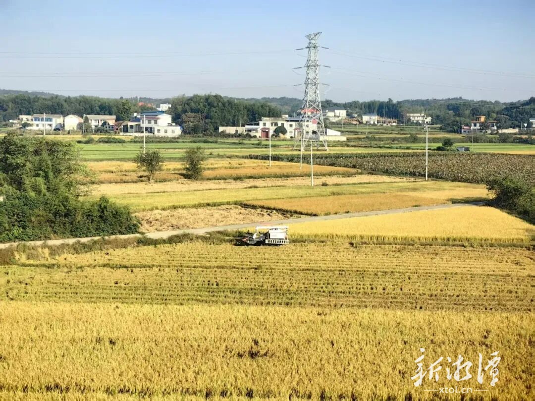 一渠碧水串起两岸丰收图——韶山灌区秋收走访侧记