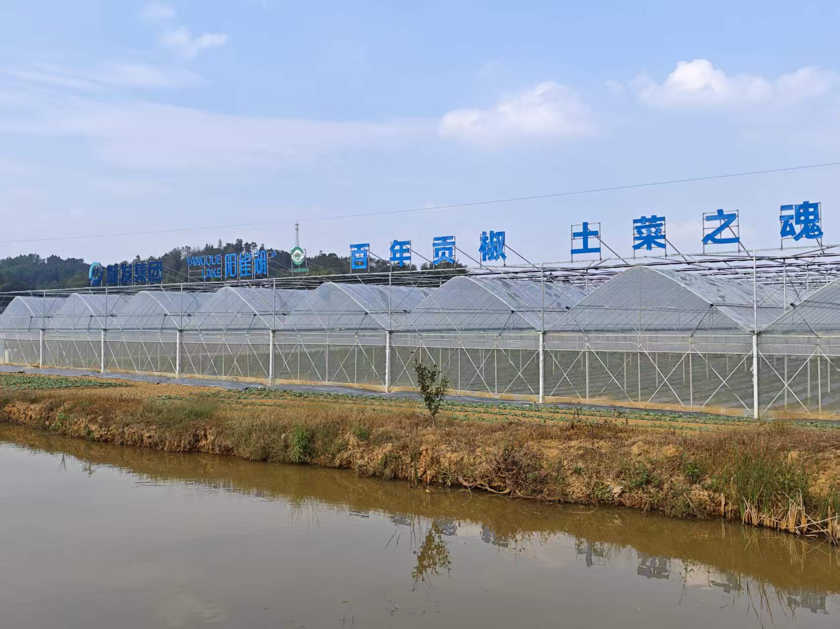 衡东土菜旗舰店开业!县城发集团携手阳雀湖农业打造黄贡椒标杆基地