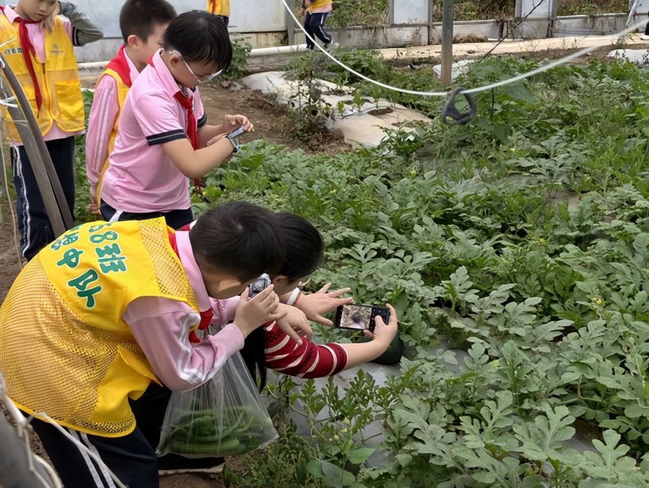 “田间课堂”火了!中小学生扎堆来君山蔬菜科技园研学