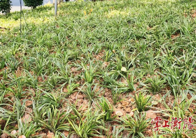 湘江西岸植绿增彩，金边阔叶麦冬“绣”滨江