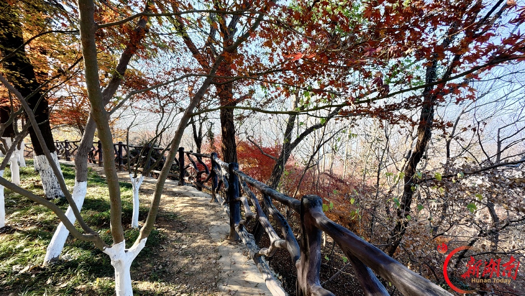 秋色征集令丨金陵秋韵正浓,栖霞山红枫“上线”