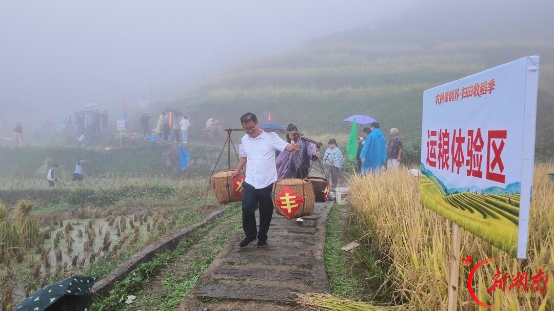 紫鹊界开启“农耕紫鹊界・归田收稻季”丰收活动
