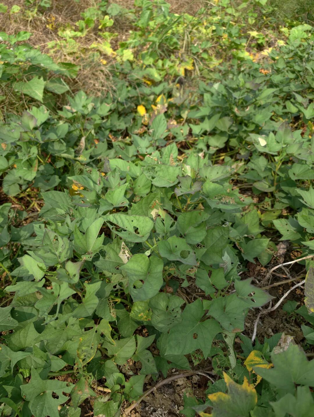 虫吃一半人吃一半?记者田间调查:今年虫子为何这么凶?