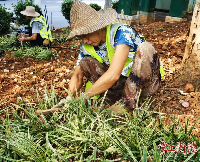 湘江西岸植绿增彩，金边阔叶麦冬“绣”滨江