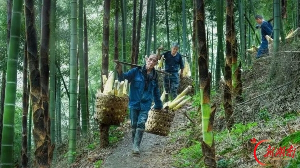 湖南日报特稿｜挺起身板 抢出势头——桃江县以“挺抢”作风推进“12345”工作思路落地见效