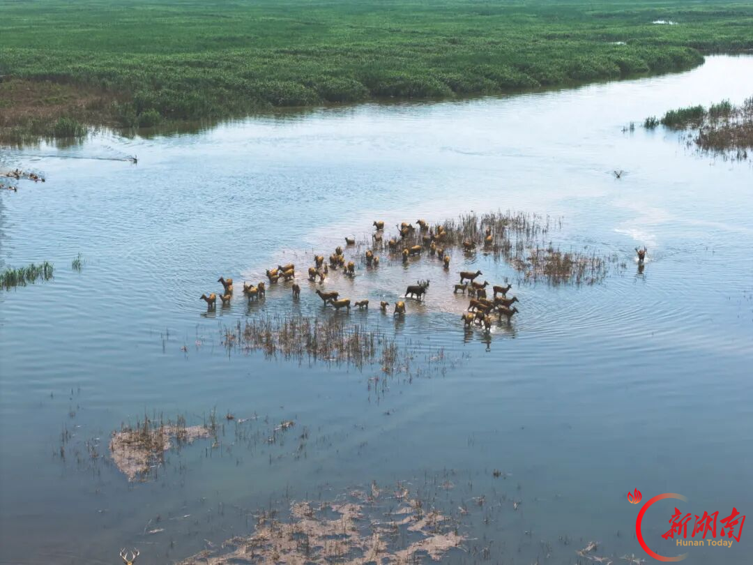 沅江市︱呦呦鹿鸣栖湖洲，洞庭湿地入画来
