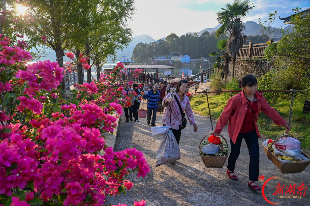 花映古渡 梅红小镇