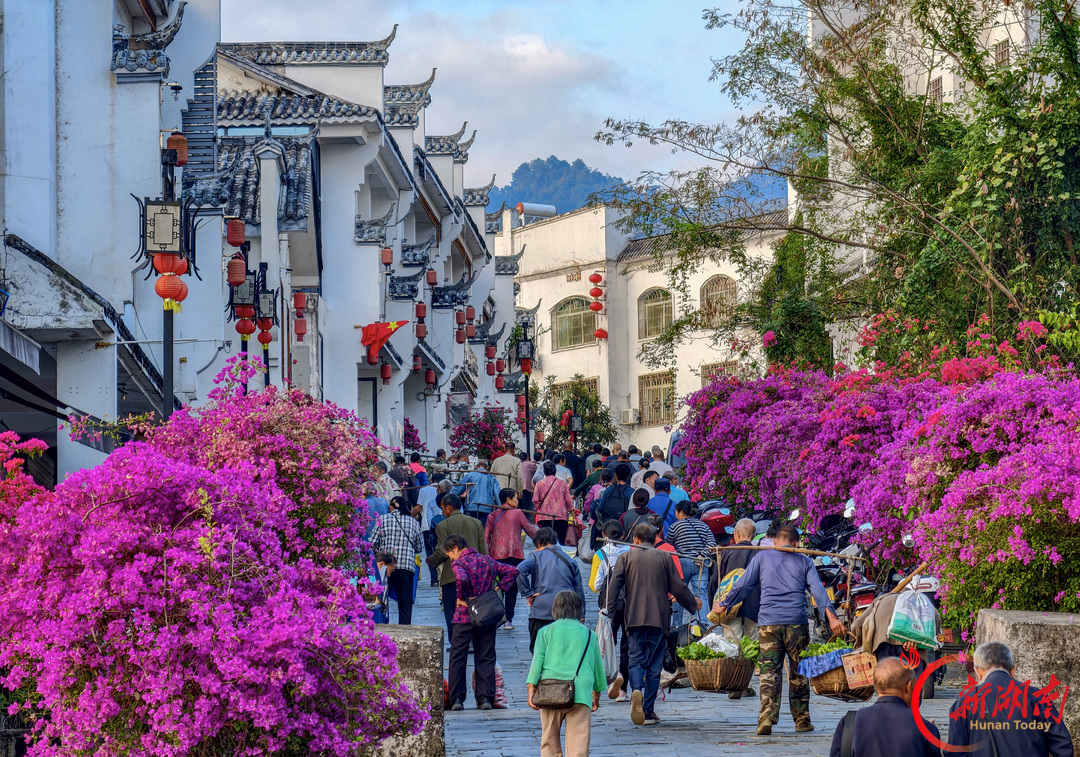 花映古渡 梅红小镇