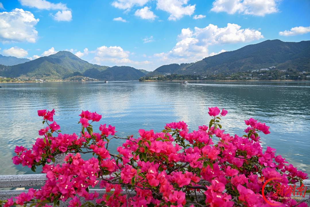 花映古渡 梅红小镇