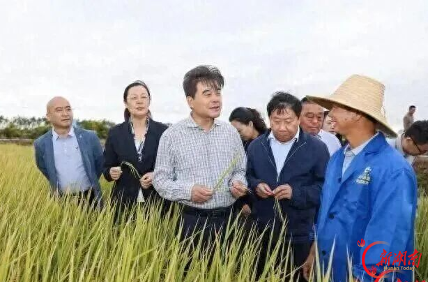亩产632.6公斤!屈原千亩稻虾田实现"一田双收"