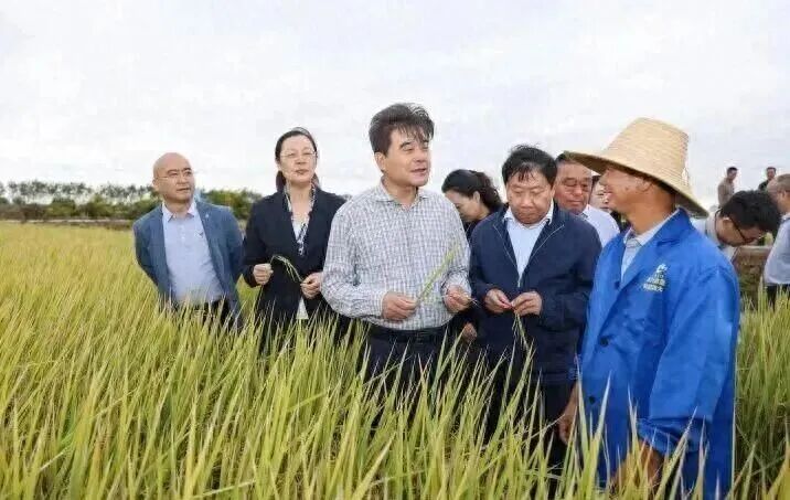 亩产632.6公斤！屈原千亩稻虾田实现