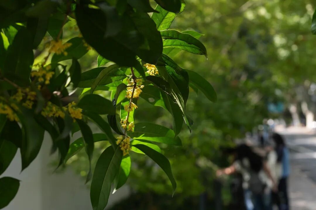不要采!不要吃!近期正大量出现